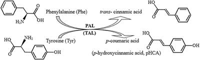 Codon-Optimized Rhodotorula glutinis PAL Expressed in Escherichia coli With Enhanced Activities